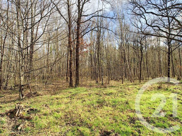 terrain à vendre - 239758.0 m2 - ST VIATRE - 41 - CENTRE - Century 21 Sologne Immobilier terrain à vendre - 239758.0 m2 - ST VIATRE - 41 - CENTRE - Century 21 Sologne Immobilier
