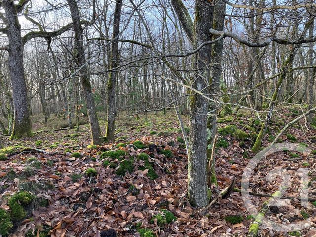 Afficher la photo en grand maison à vendre - 8 pièces - 247.0 m2 - VOUZON - 41 - CENTRE - Century 21 Sologne Immobilier